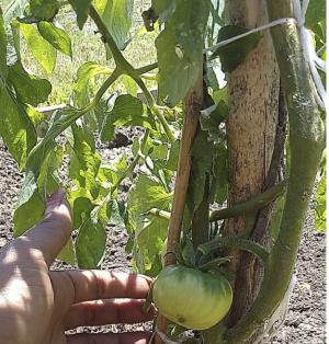 East St. Louis' Tiny Children's Garden has already begun growing and supplying vegetables to their community. 